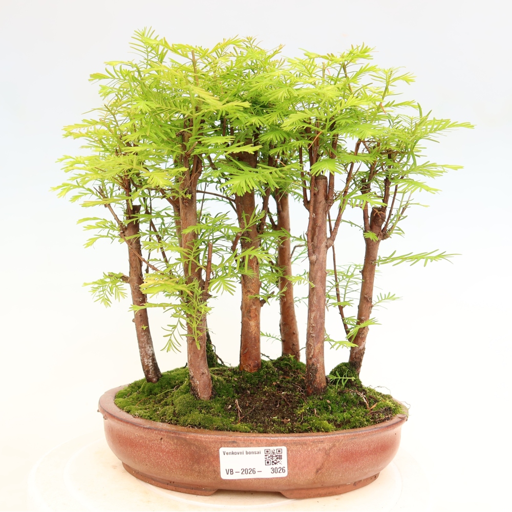 Buitenbonsai - Metasequoia glyptostroboides - Chinese metasequoia - bosje