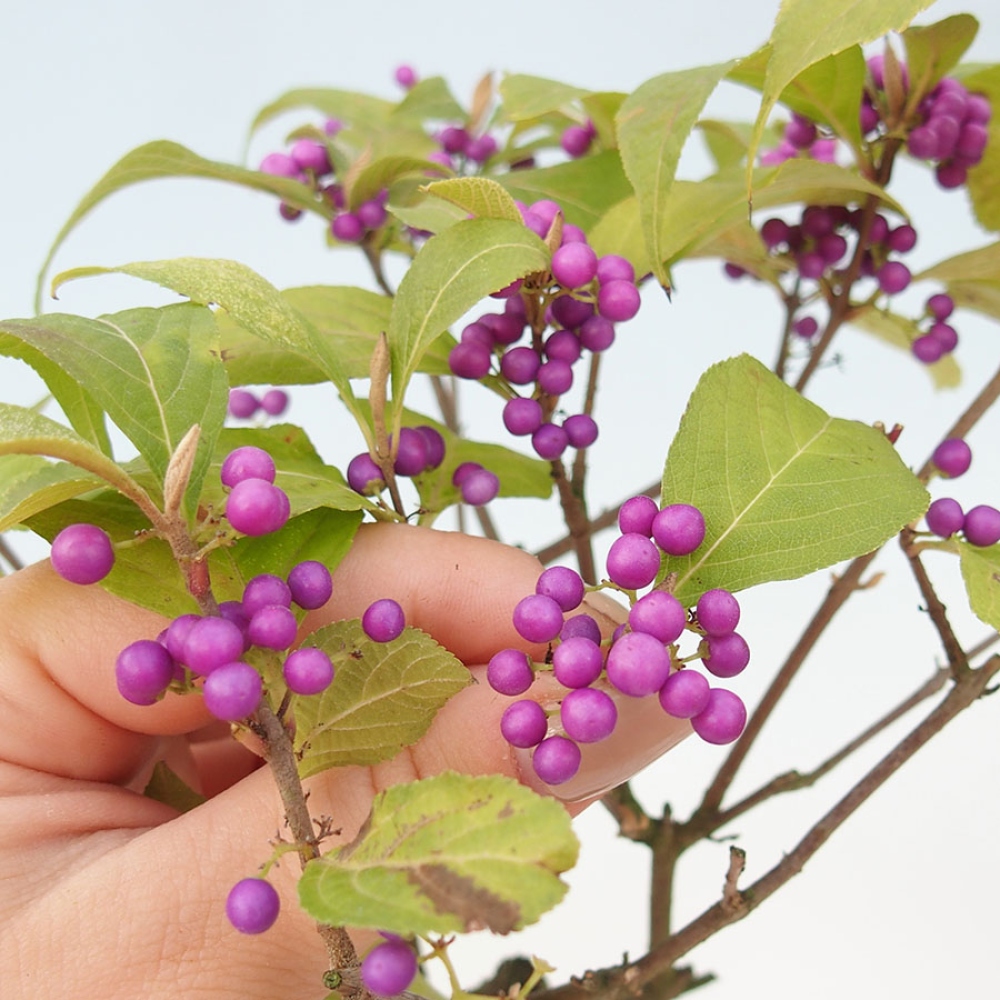 Bonsai voor buiten - Callicarpa bodinierova profusion