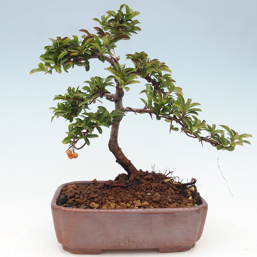 Bonsai-Pyracantha Teton voor buiten -Hlox