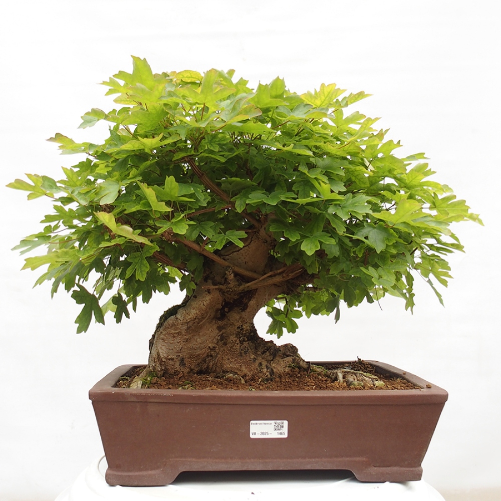 Bonsai voor buiten -Javor babyka - Acer campestre