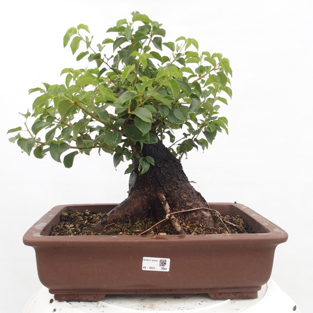 Bonsai voor buiten - Mahalebka - Prunus mahaleb