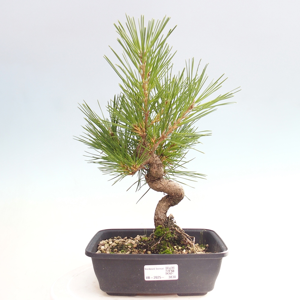 Bonsai voor buiten - Pinus thunbergii - Thunberg den
