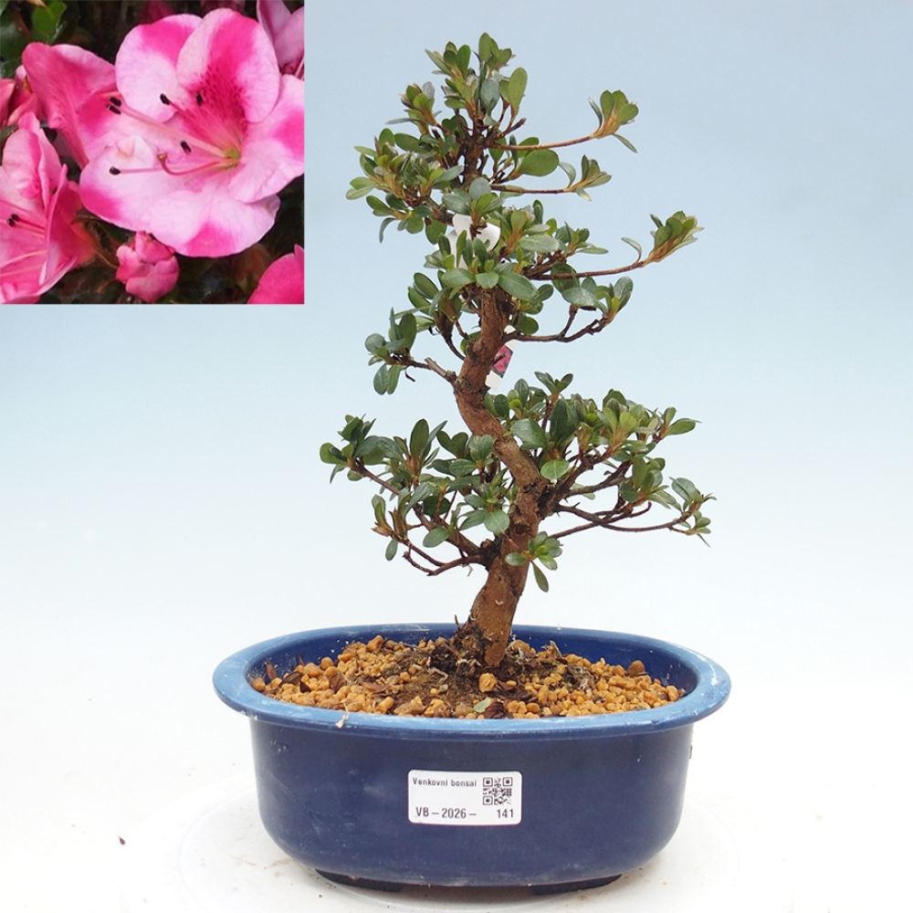 Bonsai voor buiten - Japanse Azalea - Azalea Kobai