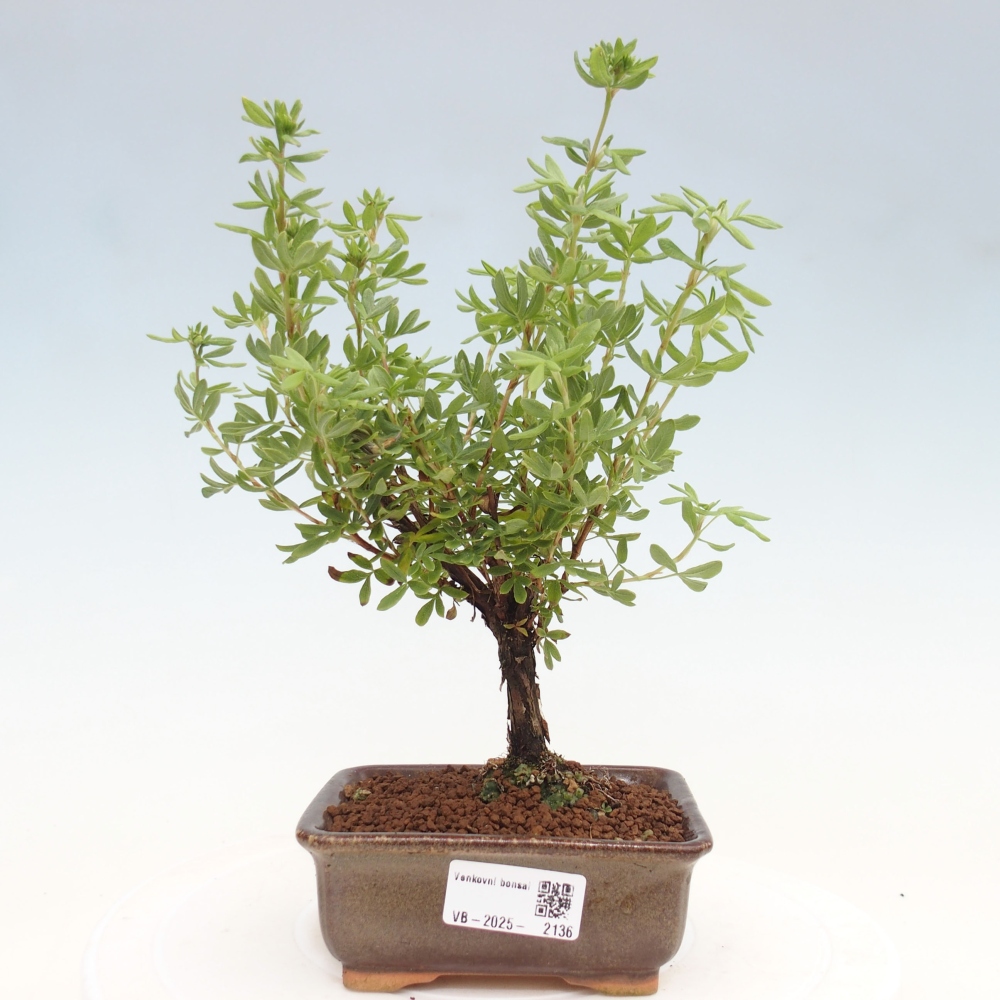Bonsai voor buiten - Potentila fruticosa gele vogel