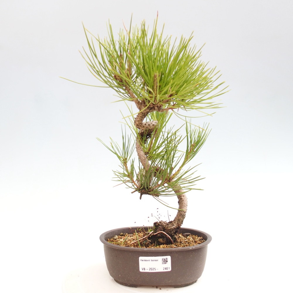 Bonsai voor buiten - Pinus thunbergii - Thunberg den