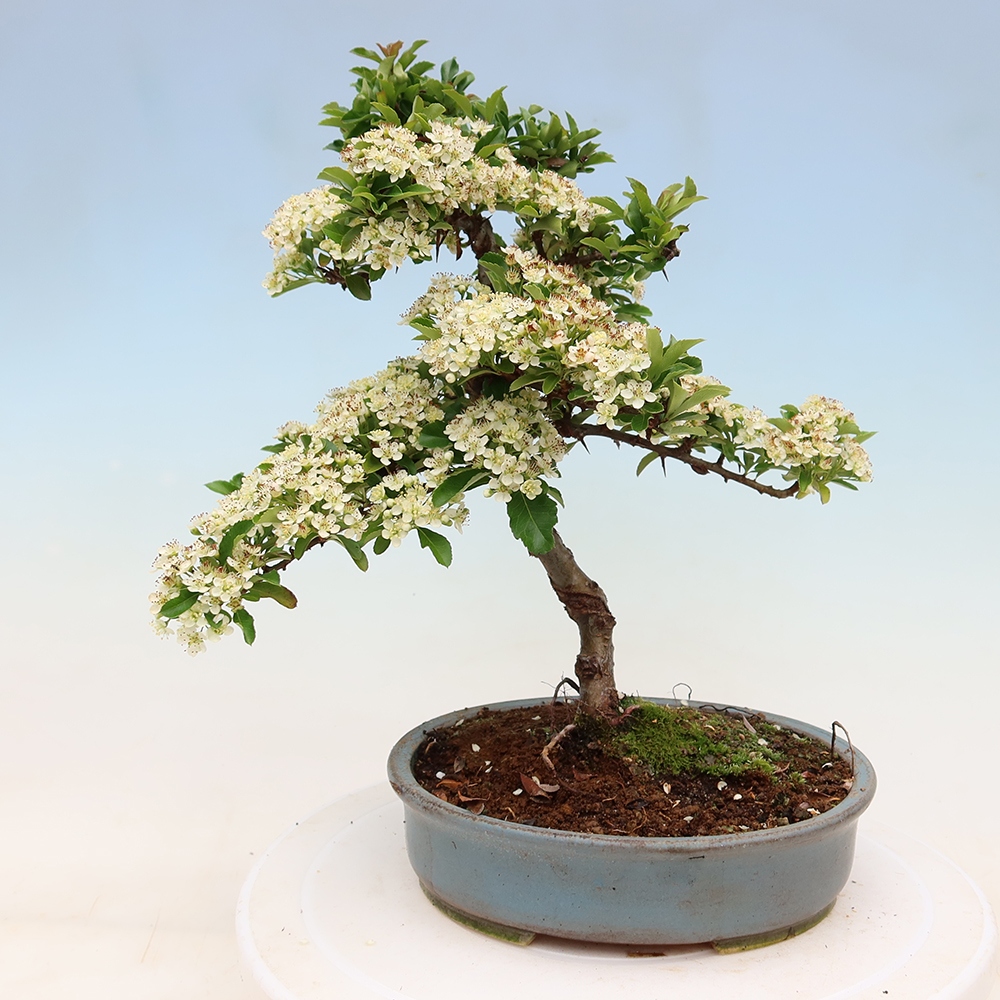 Buitenbonsai - Pyracantha teton - Vuurdoorn