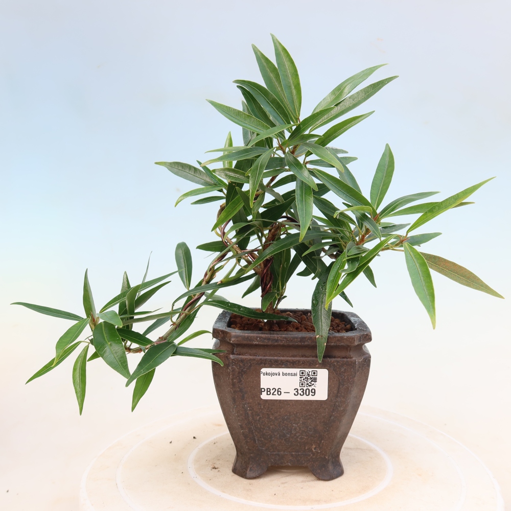 Kamerbonsai - Ficus nerifolia - kleinbladige ficus