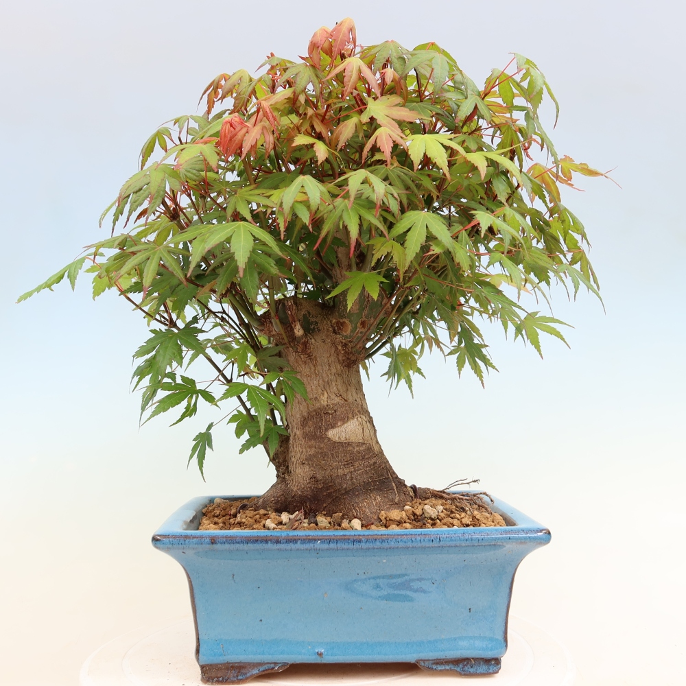 Bonsai voor buiten - Esdoorn Burger - Acer Burgerianum