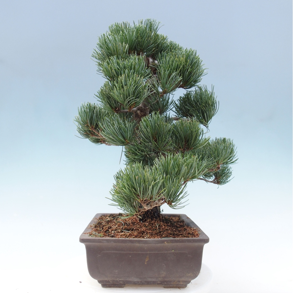 Bonsai voor buiten - Pinus parviflora - Pinus parviflora