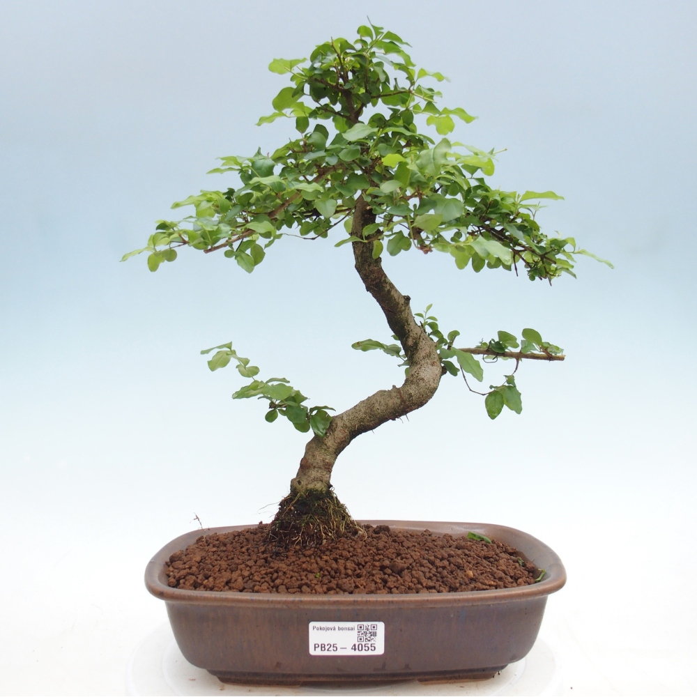 Kamerbonsai -Ligustrum chinensis - Vogelsnavel