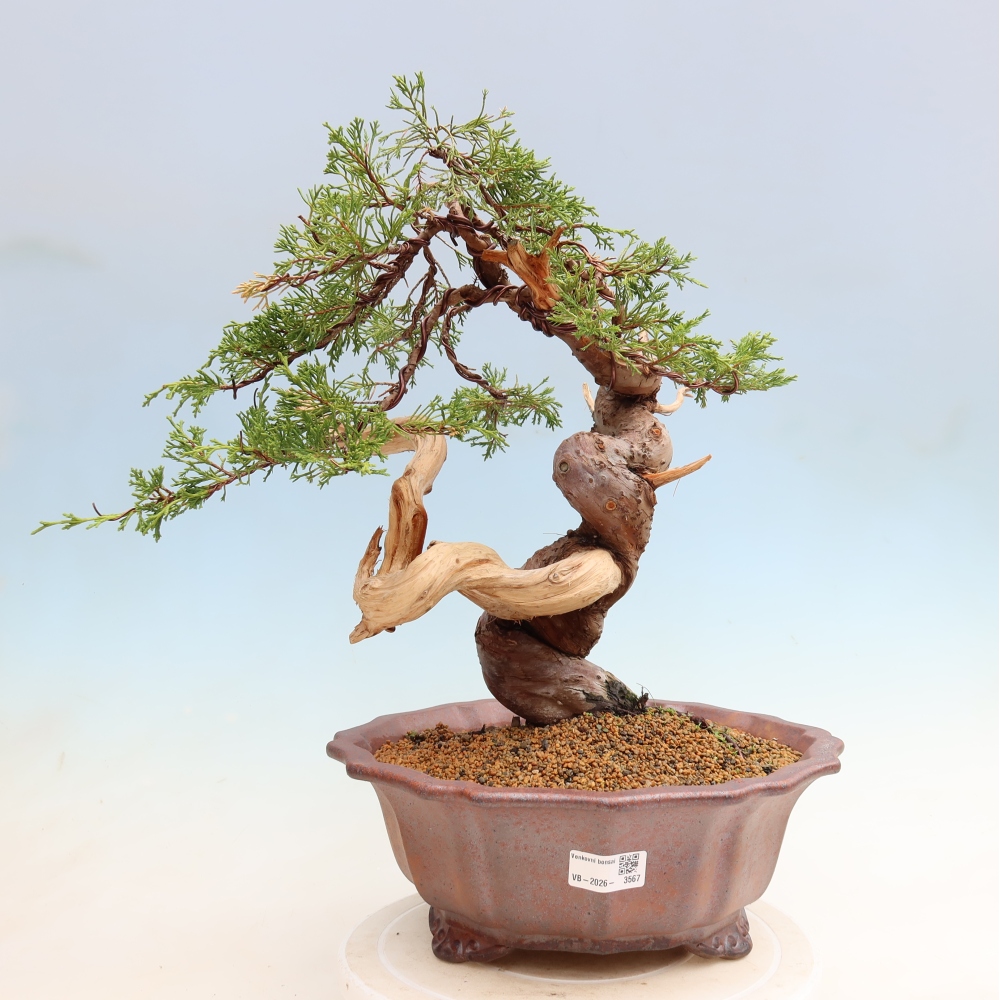 Bonsai voor buiten - Juniperus chinensis Itoigawa-Juniperus chinensis