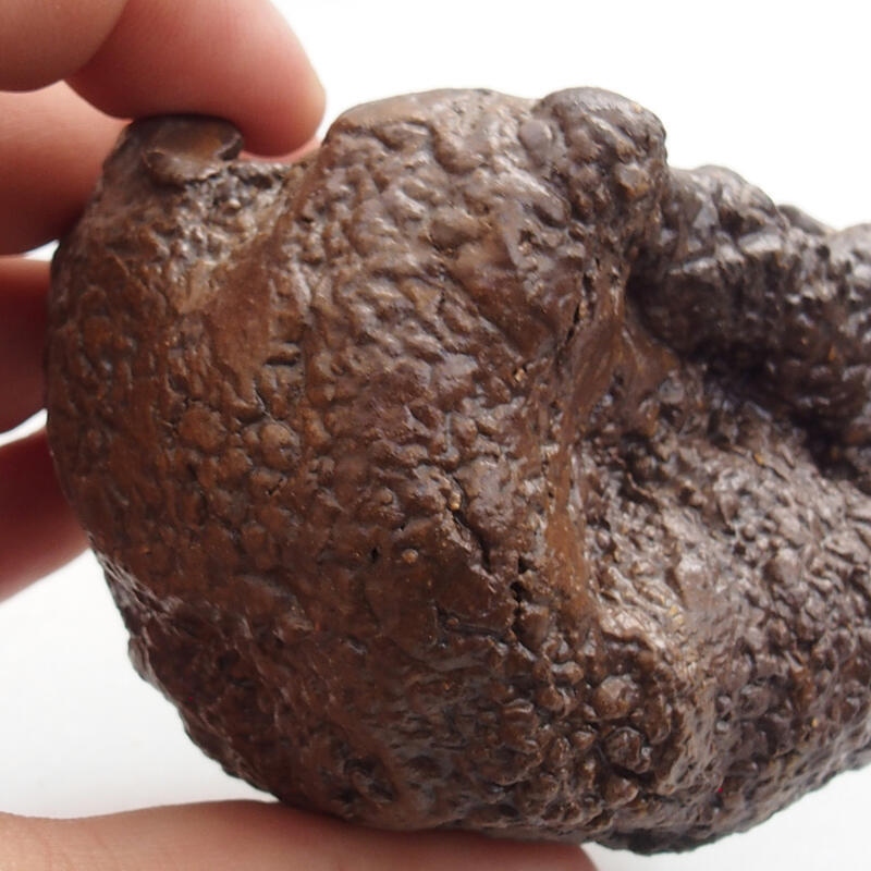 Keramische schelp 5 x 3 x 5 cm , kleur groenbruin