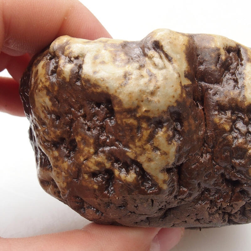 Keramisch Schelp 6 x 5 x 4 cm , kleur wit-bruin