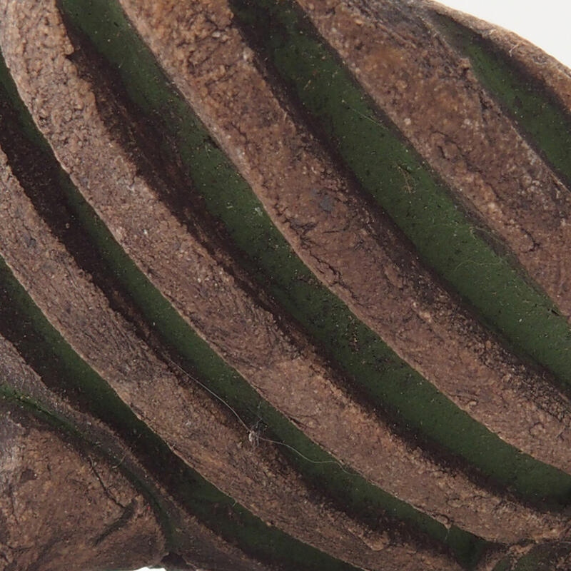 Keramische schelp 7 x 7 x 4 cm , kleur groen
