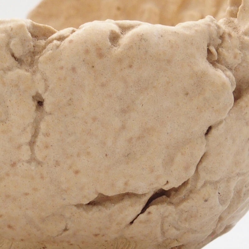 Keramisch Schelp 7 x 7 x 5,5 cm , kleur beige