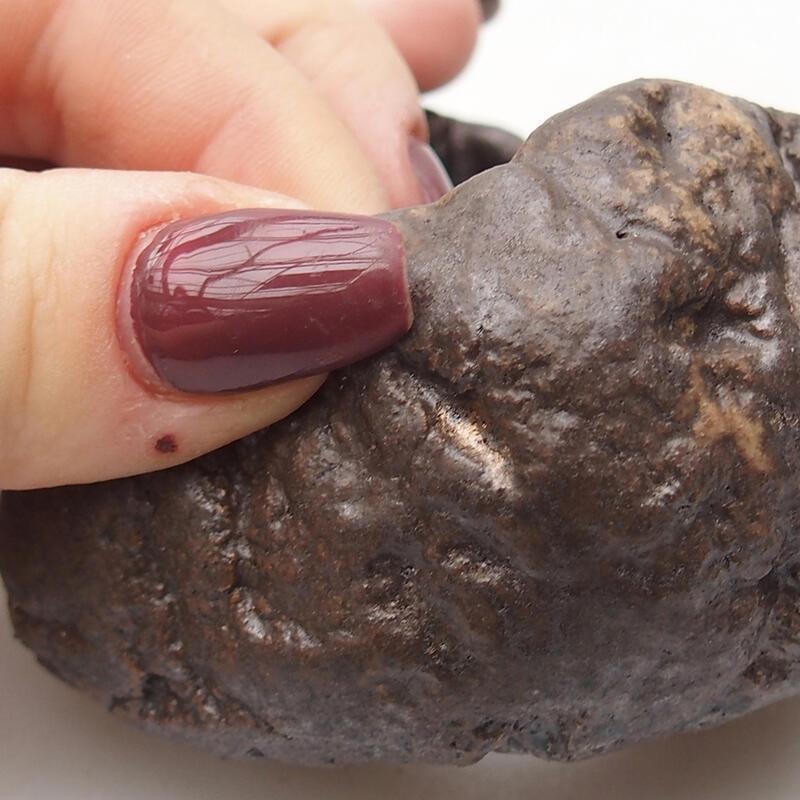 Keramisch Schelp 8 x 7,5 x 4,5 cm , kleur bruin