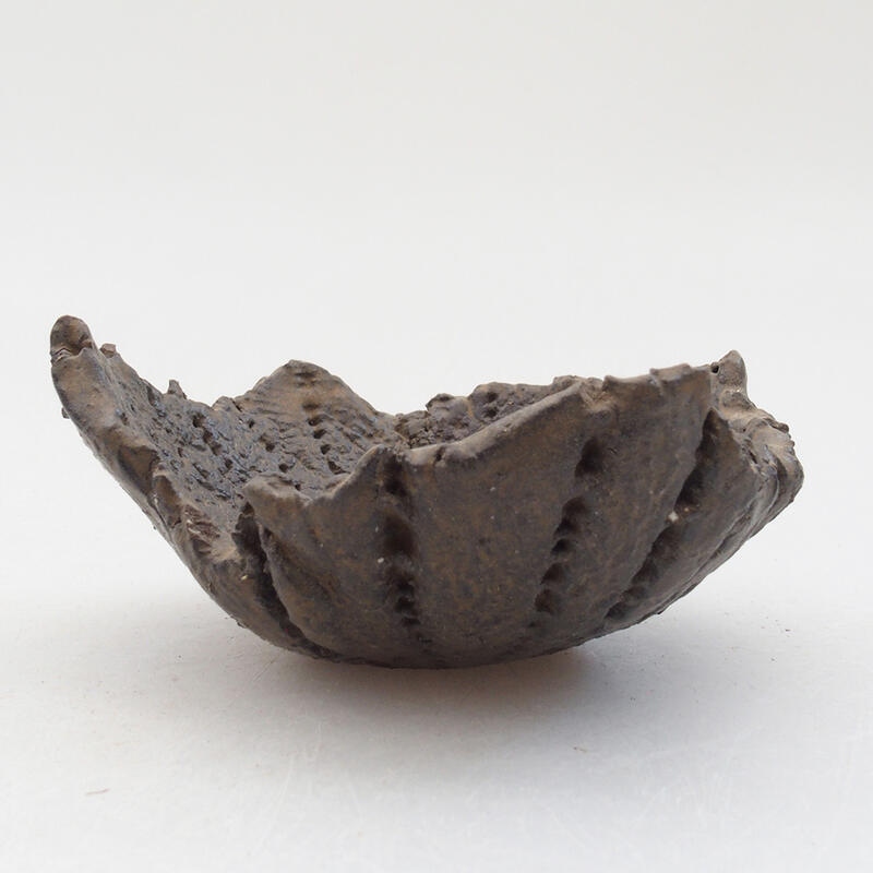 Keramisch Schelp 8 x 7,5 x 4 cm , kleur bruin