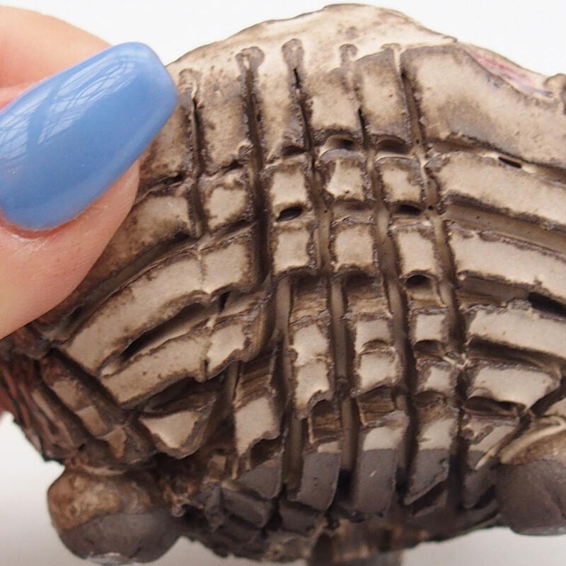 Keramisch Schelp 9 x 8,5 x 5,5 cm , kleur beige