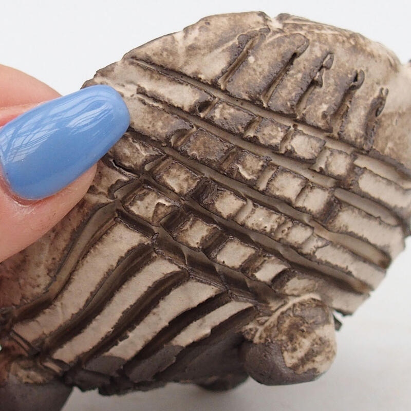 Keramisch Schelp 9 x 8 x 5,5 cm , kleur beige