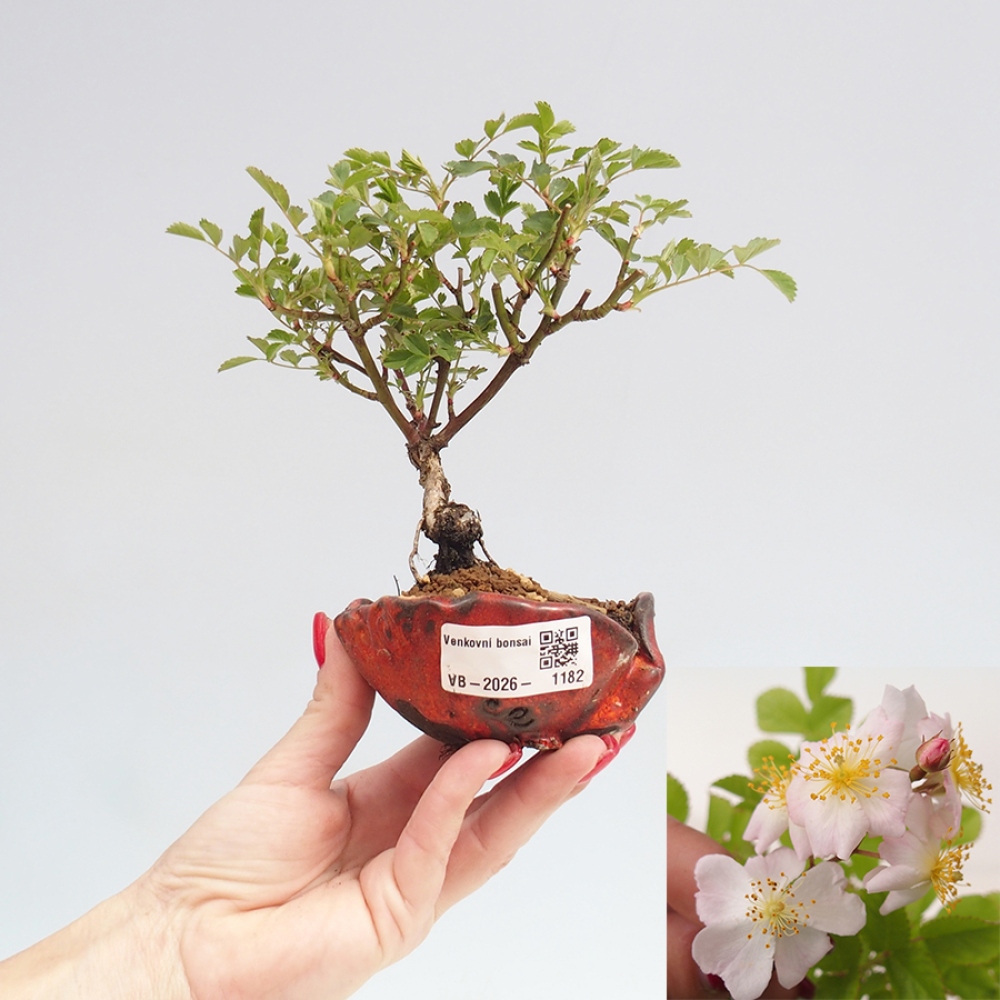 Bonsai voor buiten - Rosa sp. - kleinbloemige roos