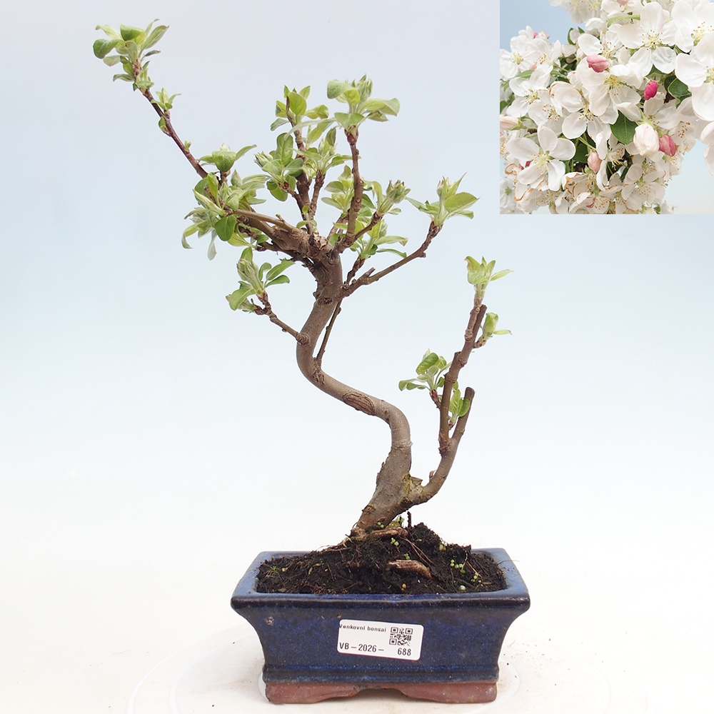 Bonsai voor buiten -Malus halliana - Appelboom met kleine vruchten