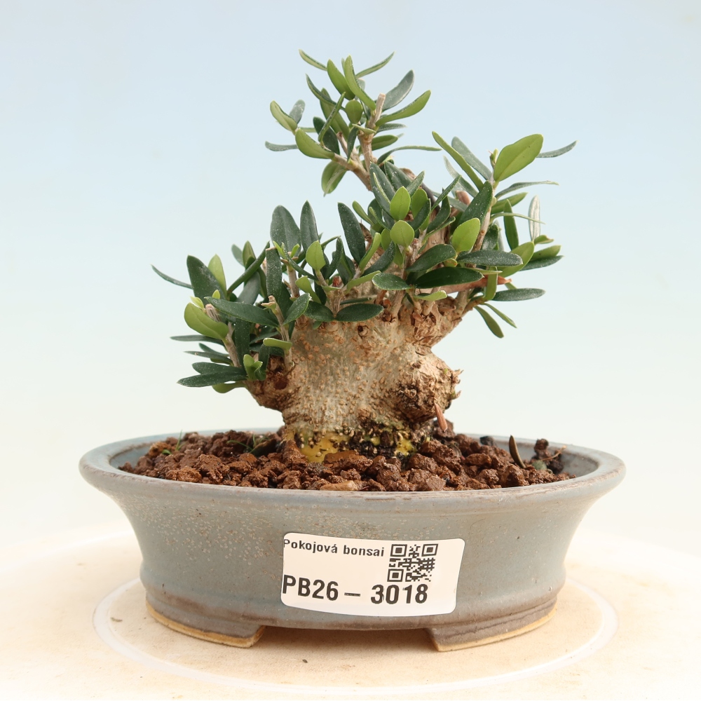 Bonsai voor binnen - Olea europaea sylvestris