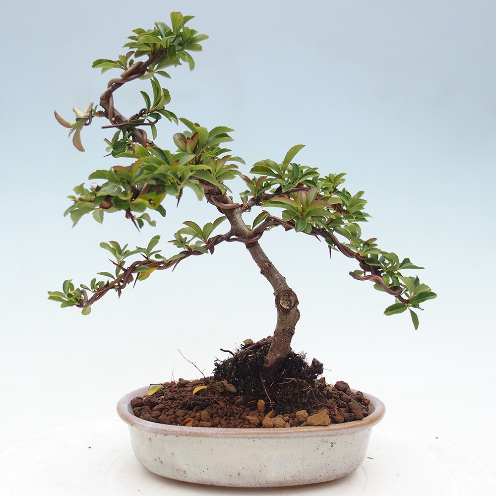 Bonsai-Pyracantha Teton voor buiten -Hlox