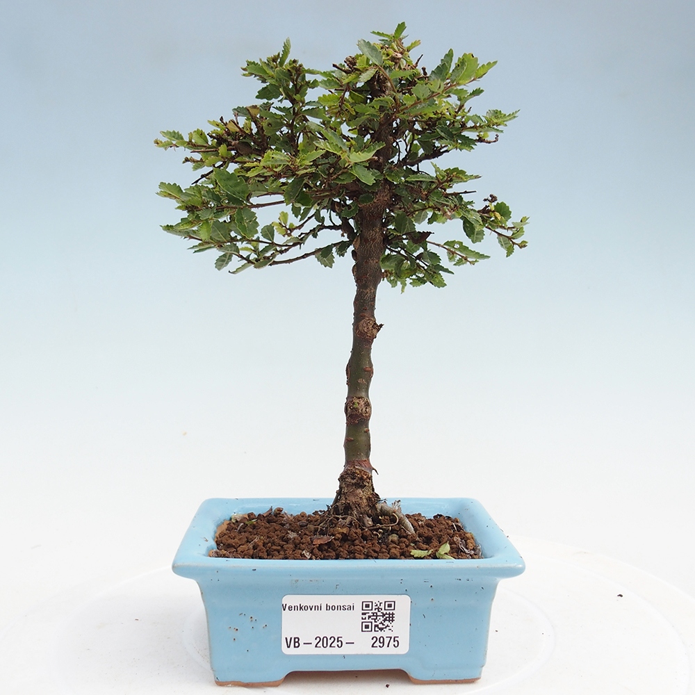 Bonsai voor buiten - Ulmus parvifolia Sagei - Kleinbladige iep