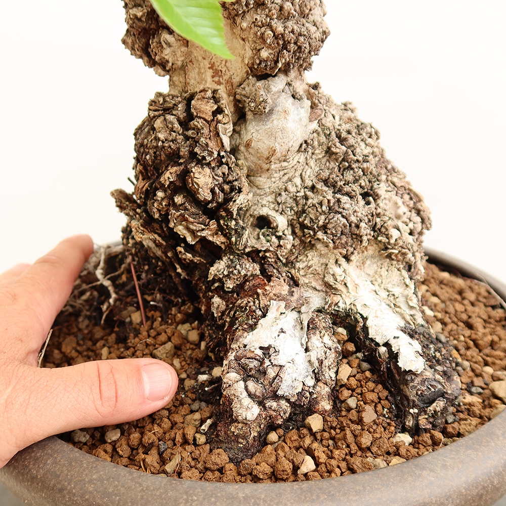 Bonsai voor buiten -Carpinus Coreana - Koreaanse haagbeuk