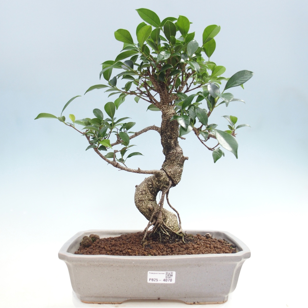 Kamerbonsai - Ficus kimmen - kleinbladige ficus
