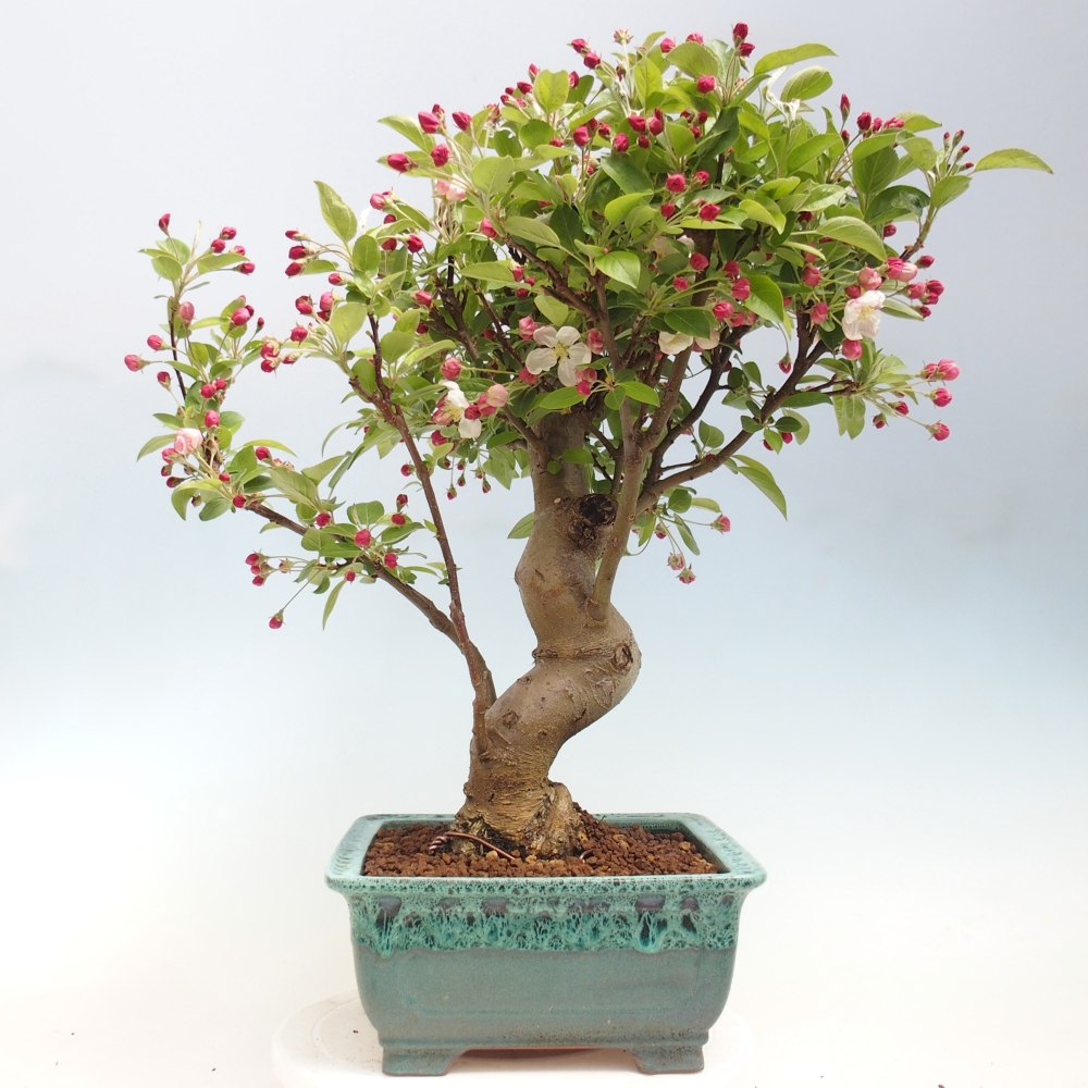 Bonsai voor buiten -Malus halliana - Appelboom met kleine vruchten