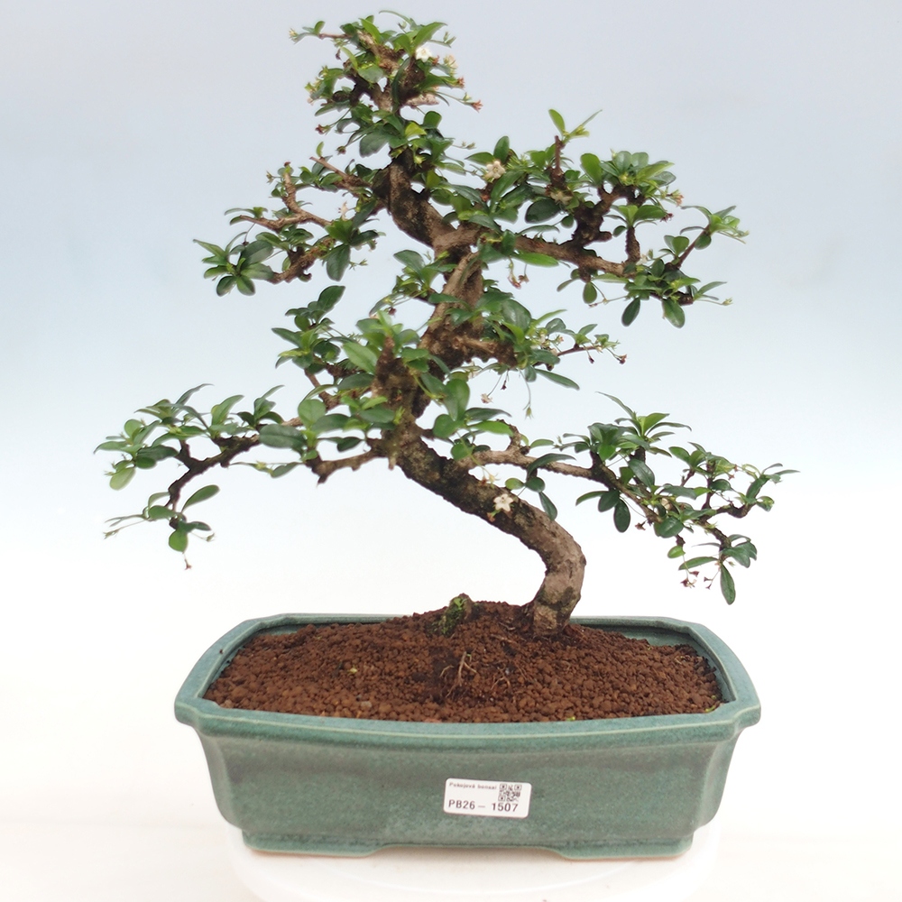 Kamerbonsai - Carmona macrophylla - Thee fuki