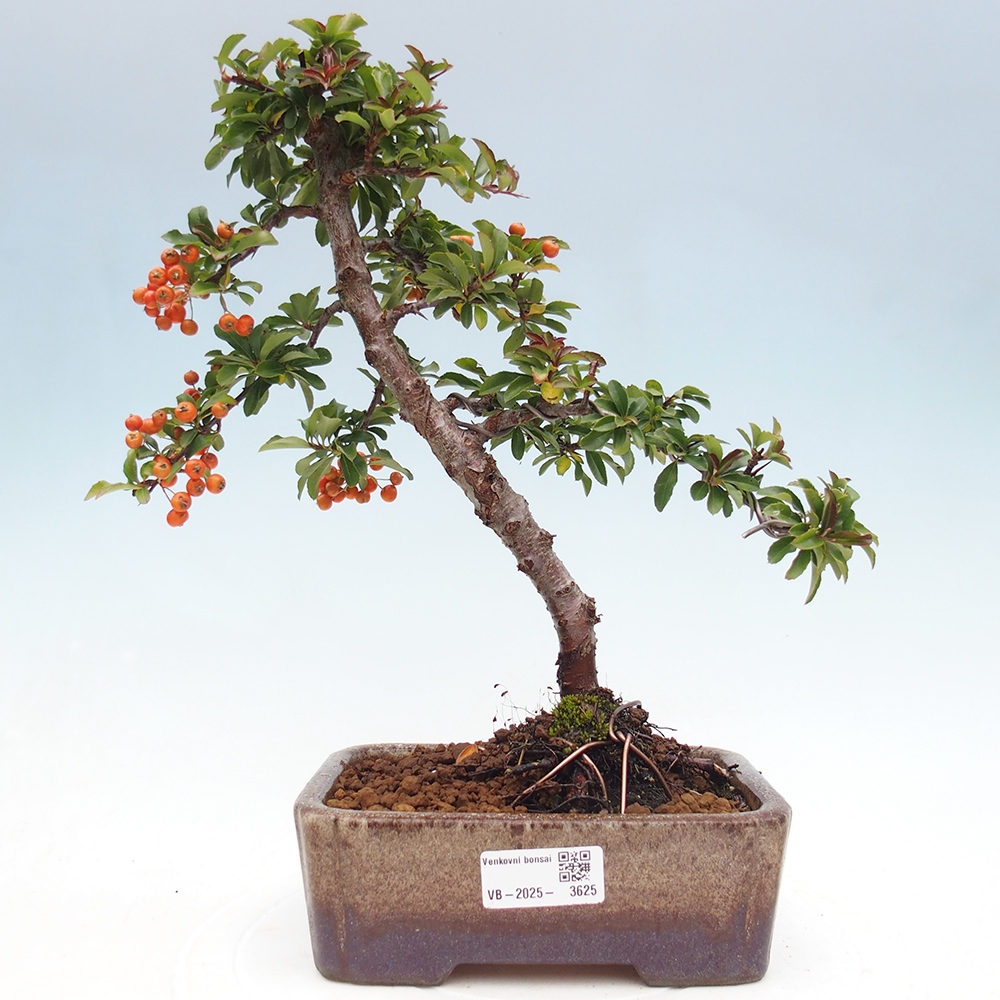 Bonsai-Pyracantha Teton voor buiten -Hlox