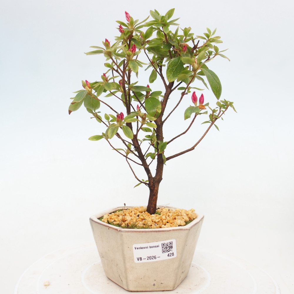 Bonsai voor buiten - Japanse azalea - Azalea sp.