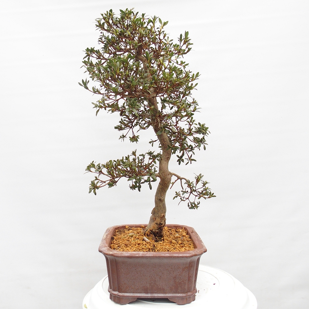 Bonsai voor buiten - Japanse azalea - Azalea satsuki