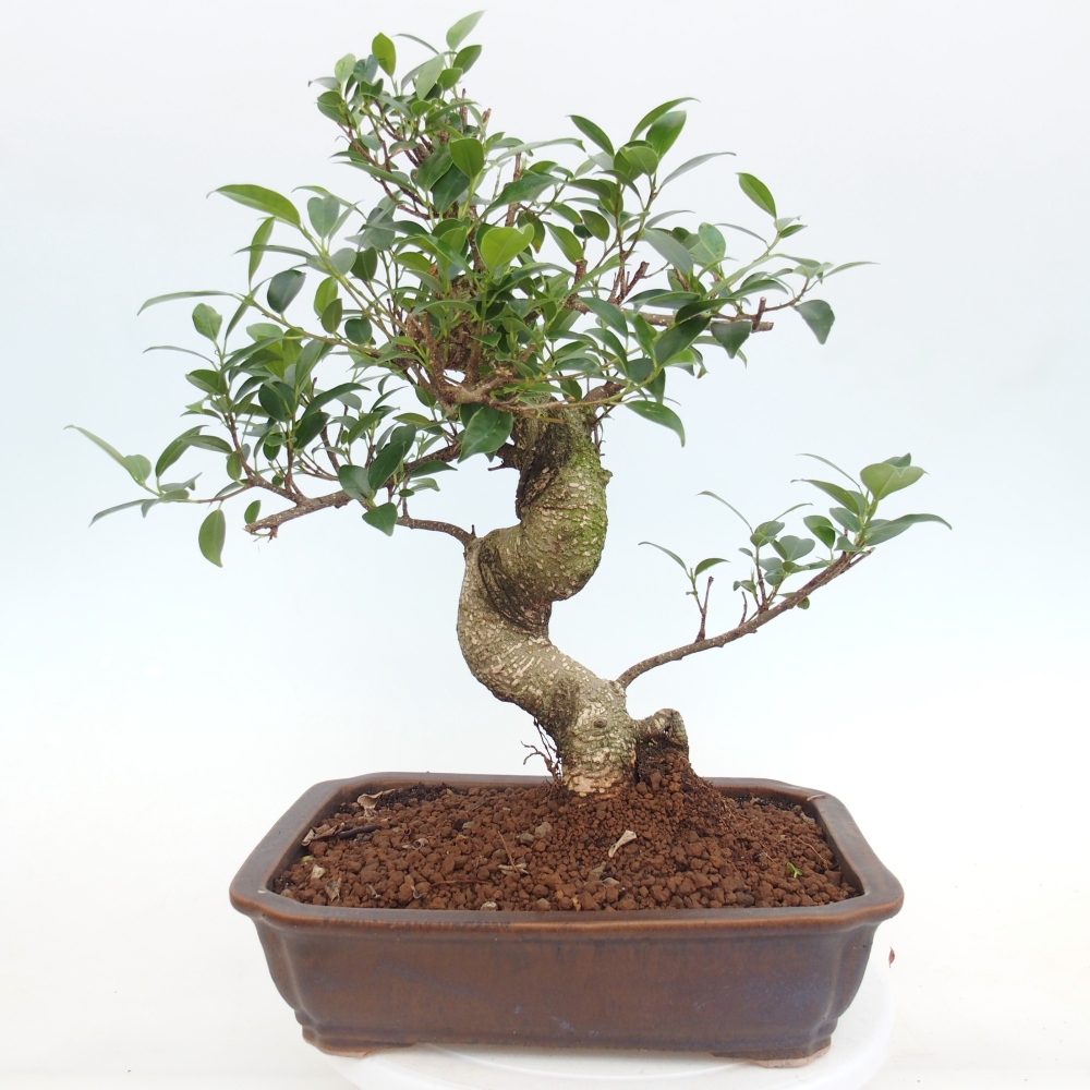 Kamerbonsai - Ficus kimmen - kleinbladige ficus