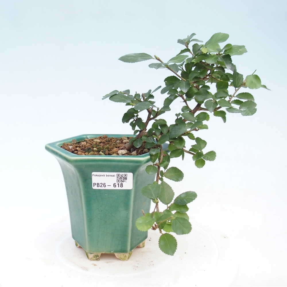 Bonsai - Grewia occidentalis - Lavendel zeester