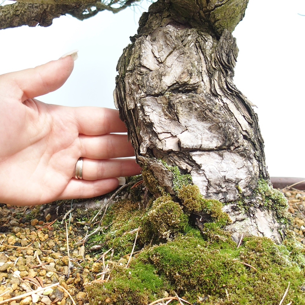 Bonsai voor buiten - Pinus parviflora - Pinus parviflora