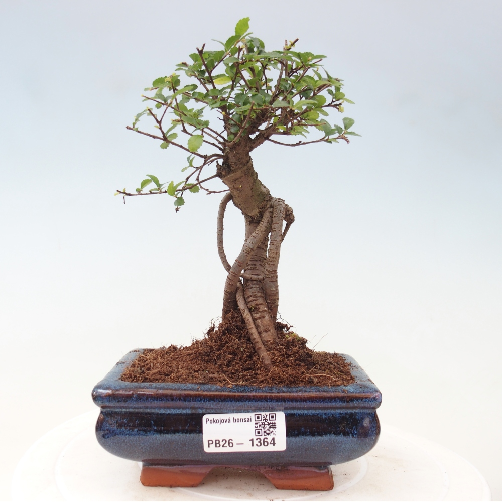 Kamerbonsai - Ulmus parvifolia - Winteriep