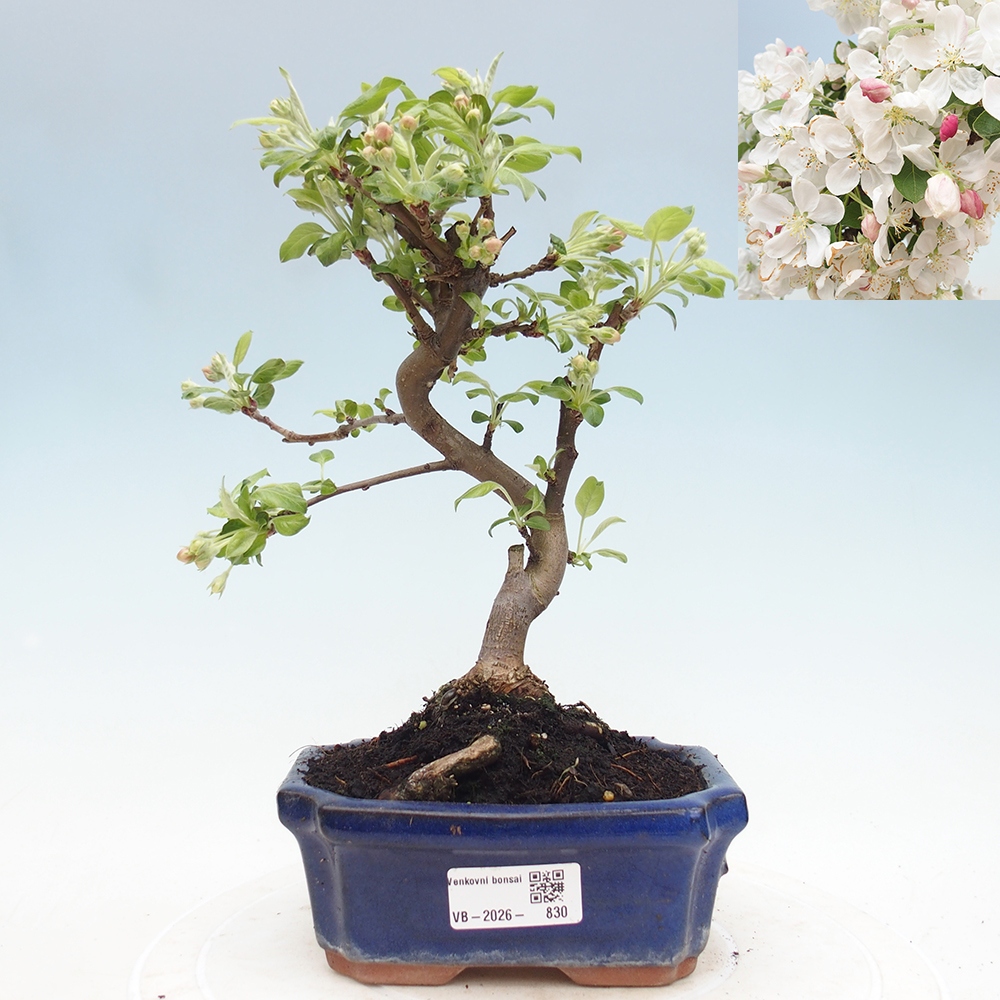 Bonsai voor buiten -Malus halliana - Appelboom met kleine vruchten