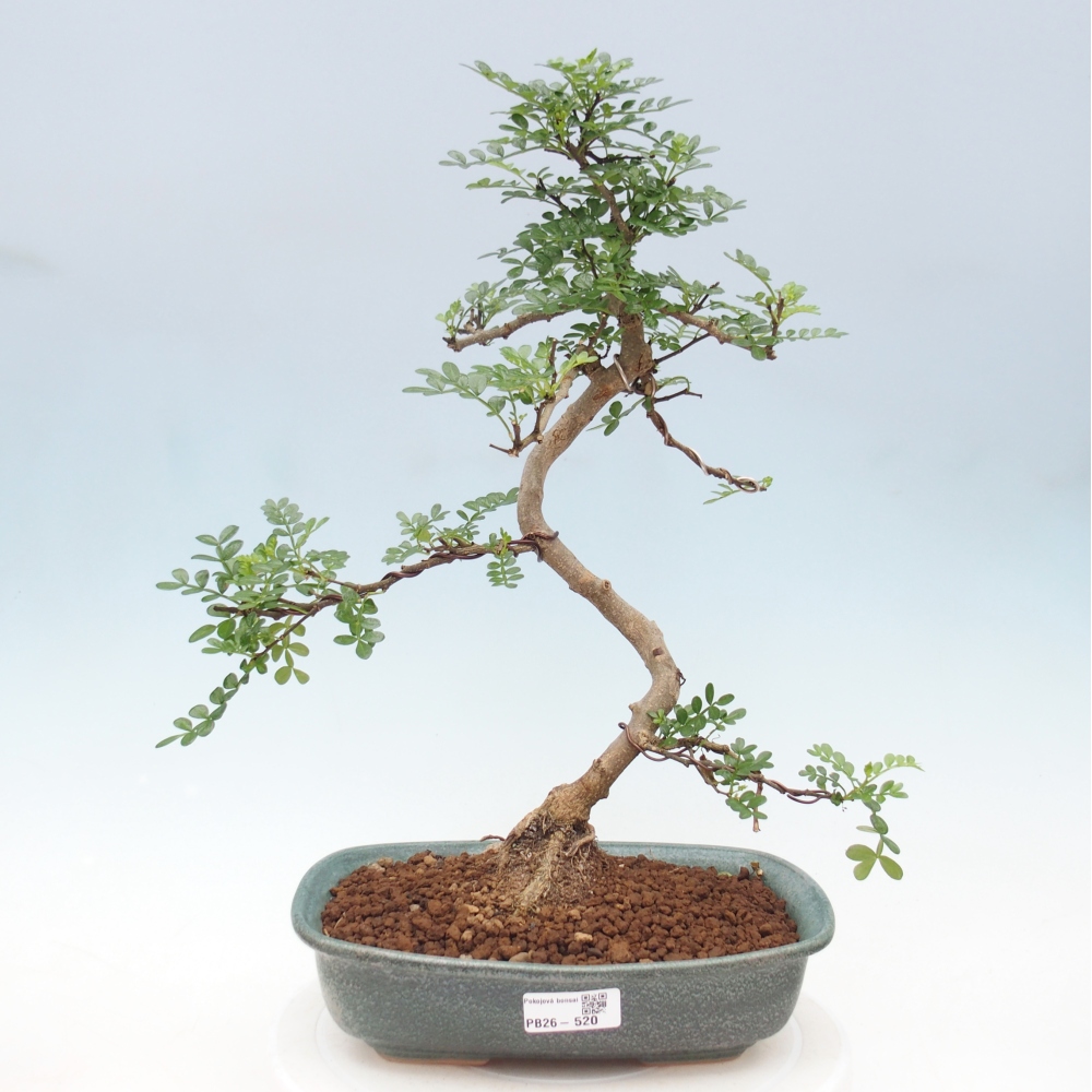 Kamerbonsai - Zantoxylum piperitum - peperboom