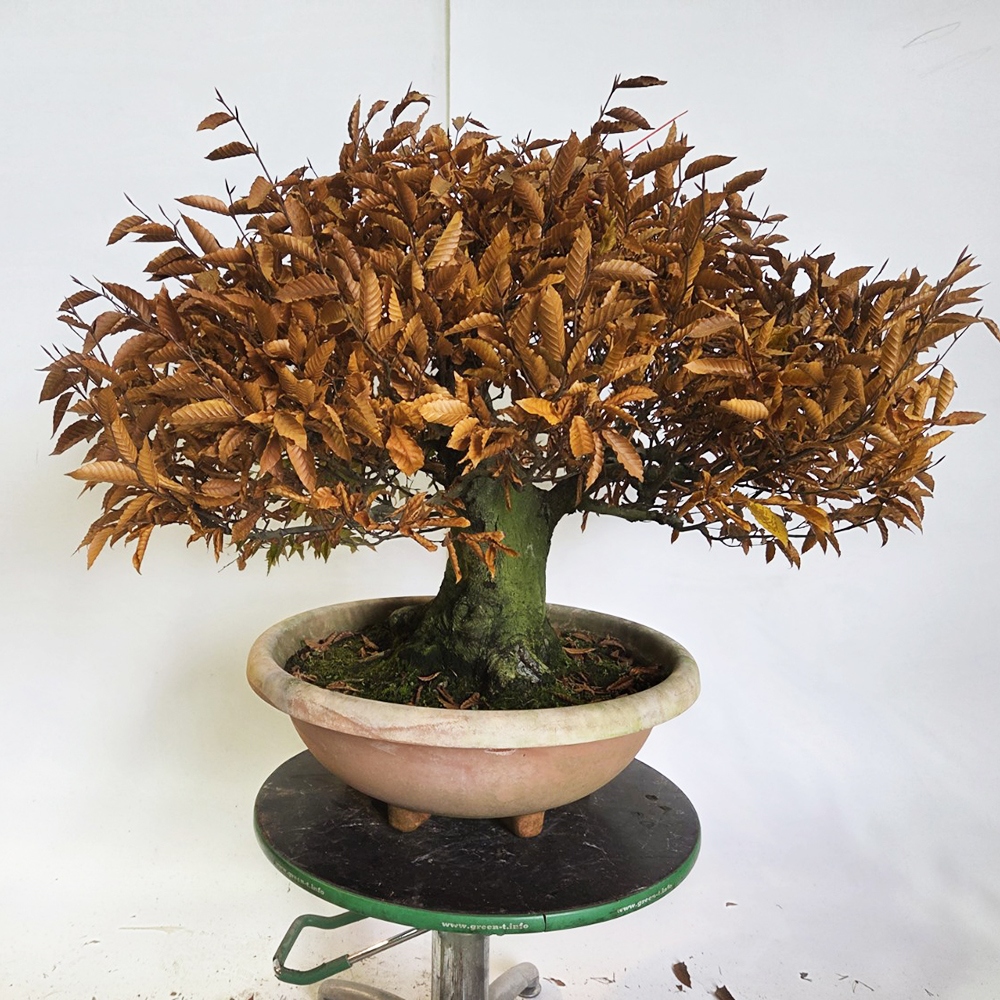 Bonsai voor buiten - Fagus crenata