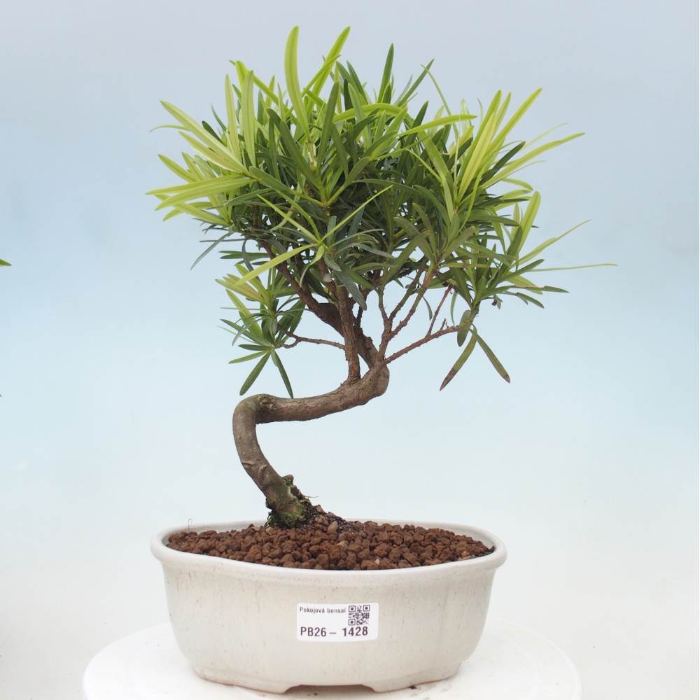 Kamerbonsai - Podocarpus - Taxus