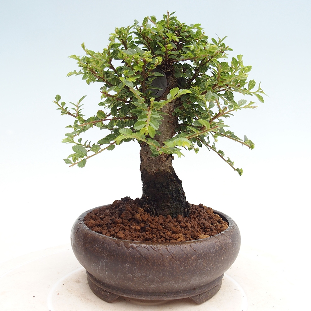 Bonsai voor buiten - Ulmus parvifolia Hokkaido - Chinese iep