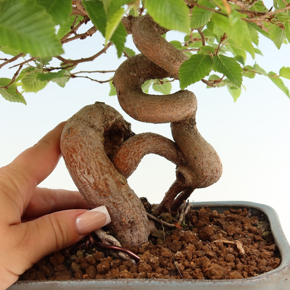 Bonsai voor buiten -Carpinus Coreana - Koreaanse haagbeuk