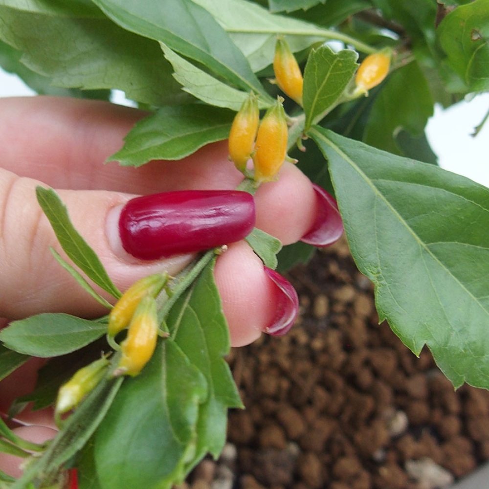 Kamerbonsai - Duranta repens -Duranta