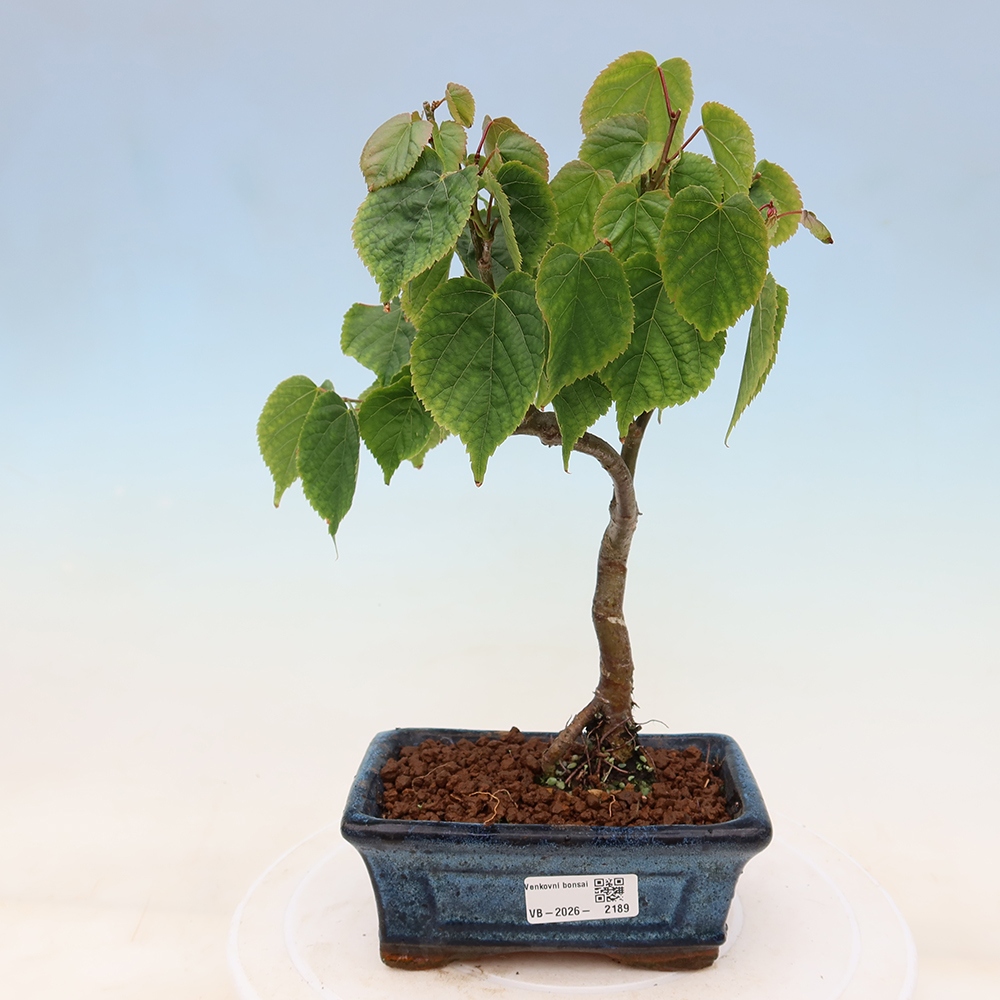 Buitenbonsai - Hartbladige linde - Tilia cordata