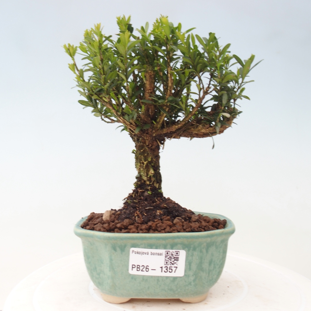 Kamerbonsai - Buxus harlandii - kurk buxus