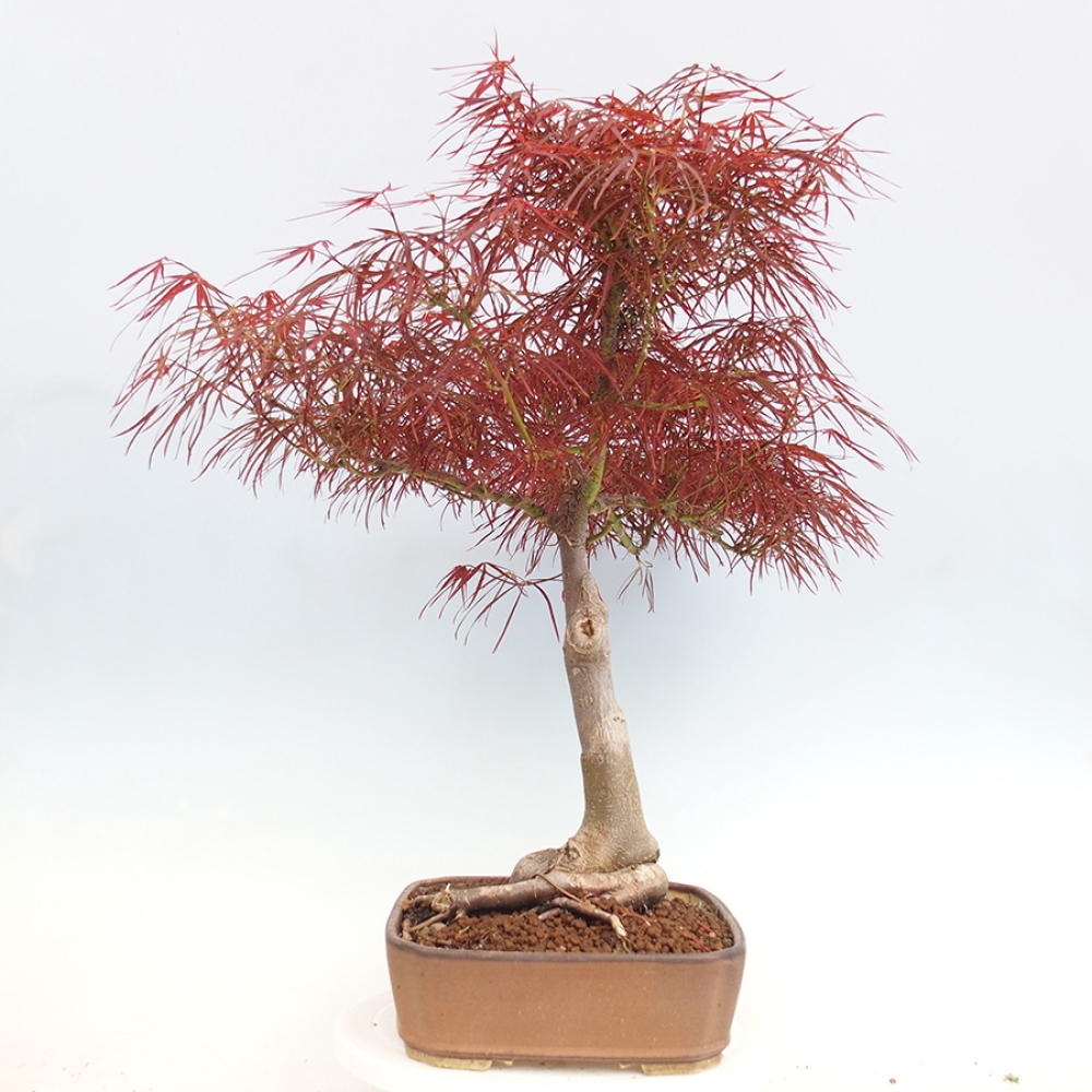 Bonsai voor buiten - Acer palmatum RED PYGMY