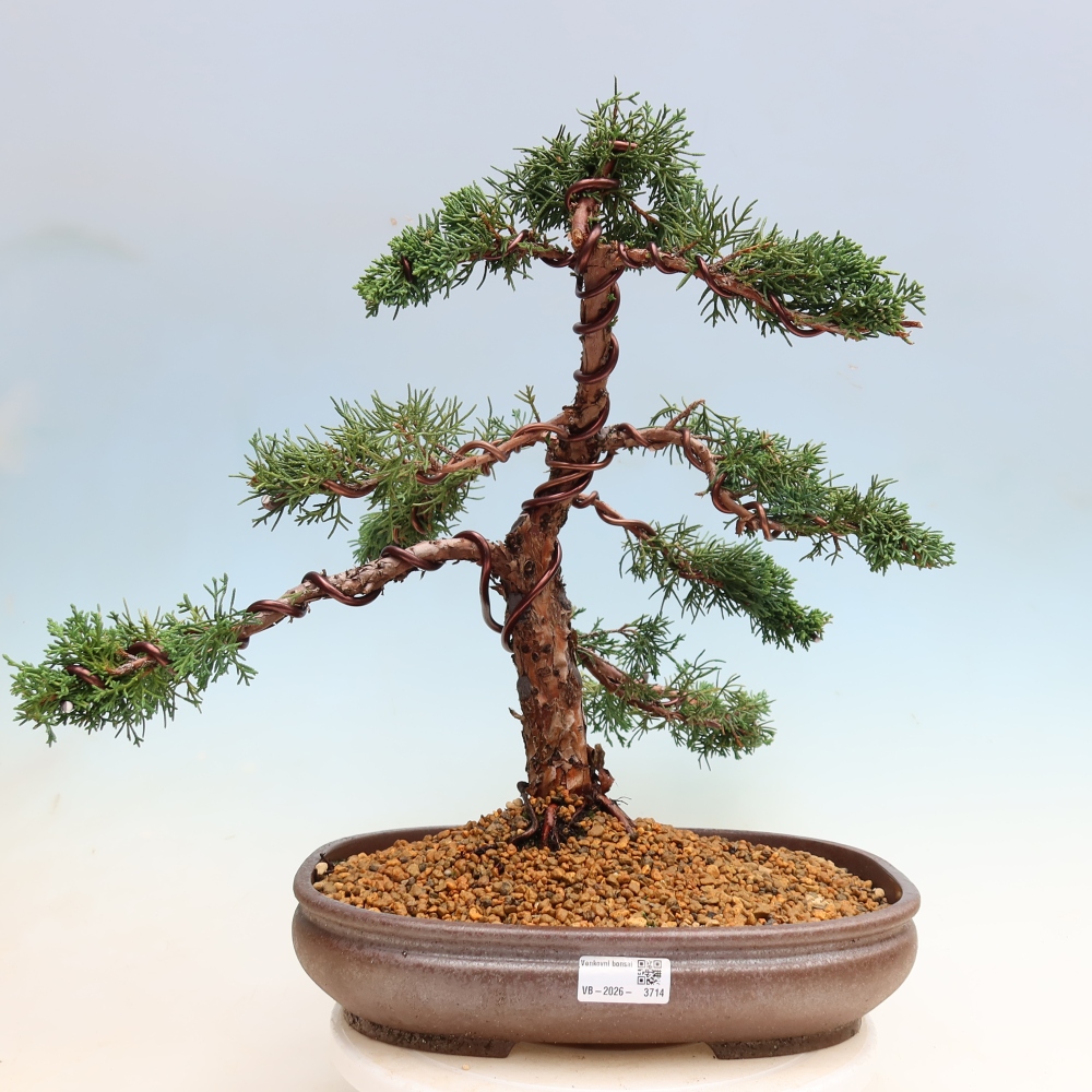 Bonsai voor buiten - Juniperus chinensis Kishu